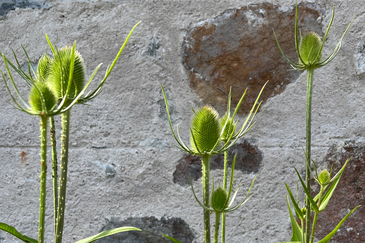 Teasels